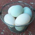 Duck Eggs-Dozen