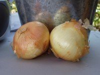 Onions-Vidalia 5#